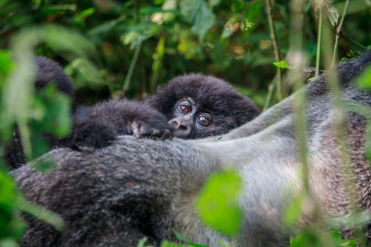 Baby Mountain gorilla hiding behind a Silverback in the Virunga National Park, Democratic Republic Of Congo.