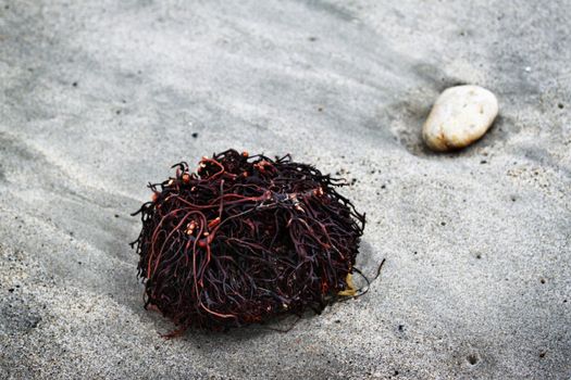 Seaweed Roots lying in the sand next to a stone.