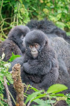 Baby Mountain gorilla sitting in leaves in the Virunga National Park, Democratic Republic Of Congo.