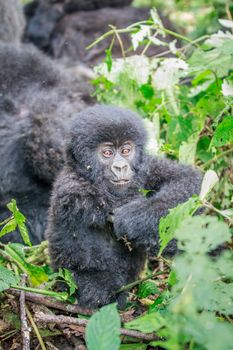 Baby Mountain gorilla sitting in leaves in the Virunga National Park, Democratic Republic Of Congo.