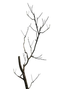 The old and completely dry tree growing against the white background