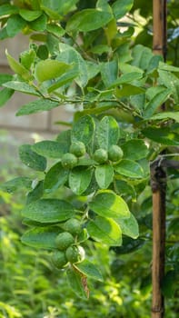 Lime green tree hanging from the branches of it