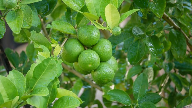 Lime green tree hanging from the branches of it