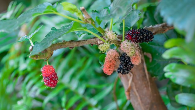 black ripe and red unripe mulberries on the branch