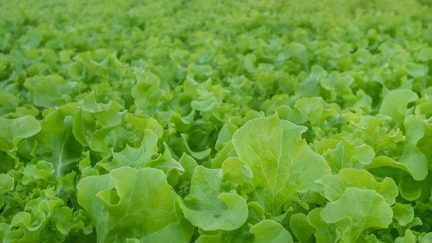 Cultivation hydroponic green vegetable in farm plant market