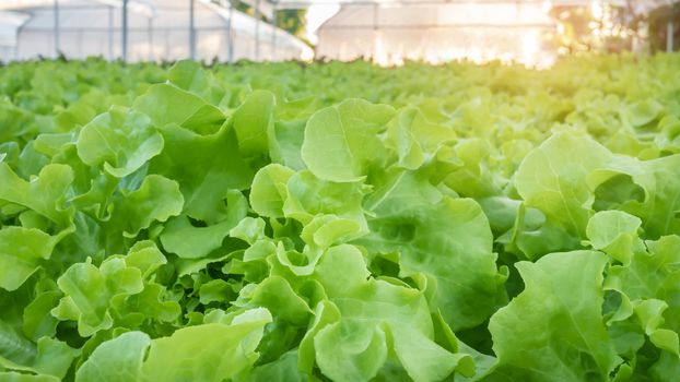 Cultivation hydroponic green vegetable in farm plant market