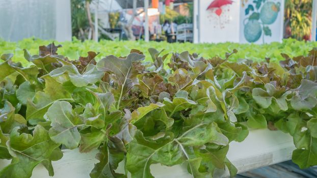 Cultivation hydroponic green vegetable in farm plant market
