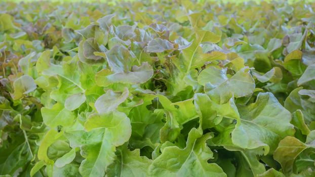Cultivation hydroponic green vegetable in farm plant market