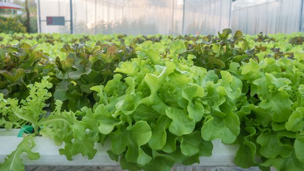 Cultivation hydroponic green vegetable in farm plant market
