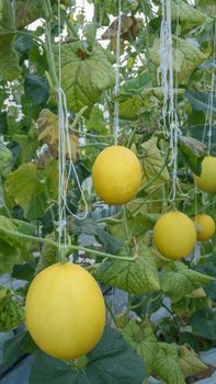 Yellow melon hanging on tree in field