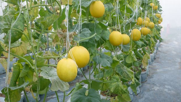 Yellow melon hanging on tree in field