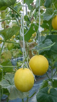 Yellow melon hanging on tree in field