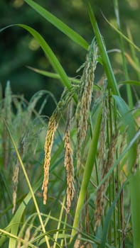 close up of yellow green rice field