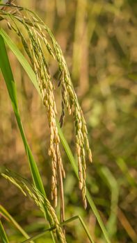 close up of yellow green rice field