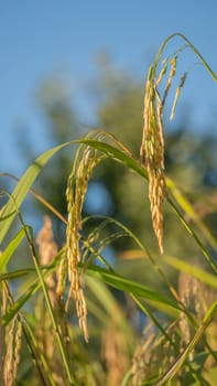 close up of yellow green rice field