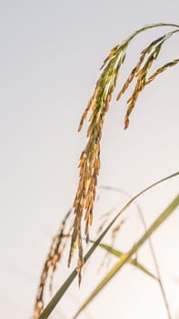 close up of yellow green rice field