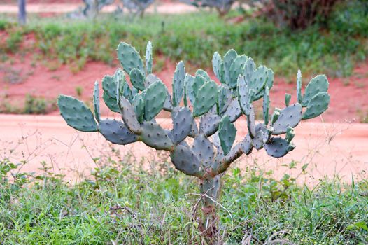 Cactus Opuntia which serves as a source of water and nutrition under difficult conditions
