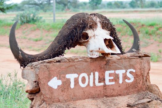 Toilet display panel topped with a buffalo skull