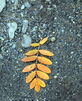 single autumn leaf of a mountain ash on the ground