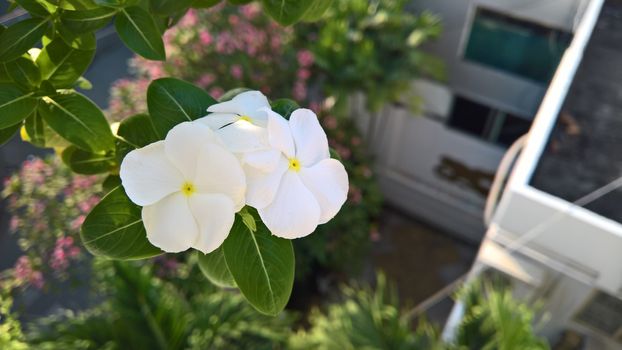 White flower in sunshine