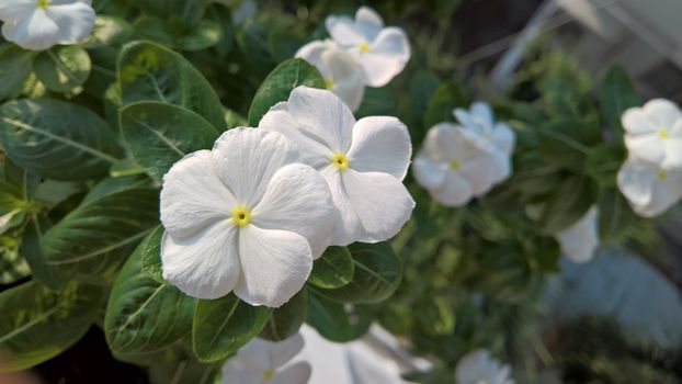 White flower in sunshine