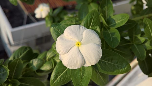 White flower in sunshine