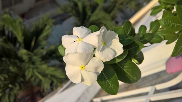 White flower in sunshine