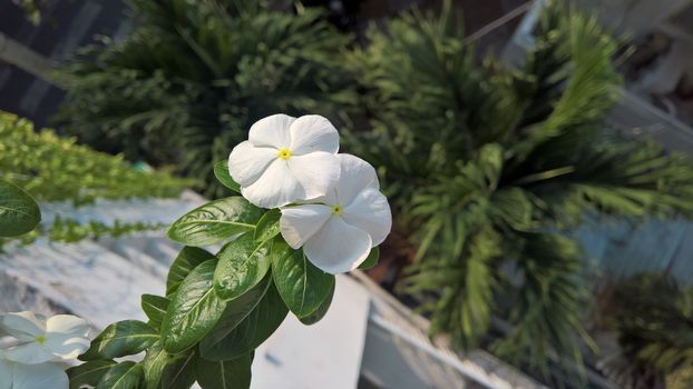 White flower in sunshine