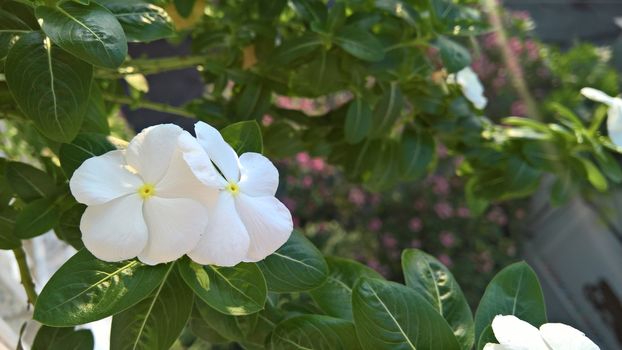 White flower in sunshine