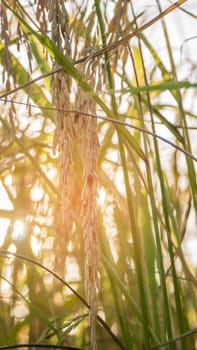 close up of yellow green rice field