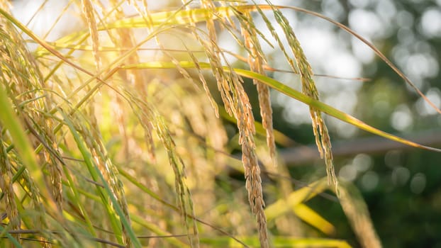 close up of yellow green rice field
