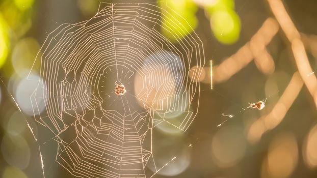 cobweb close-up with the branch in it and the bright background  , shining under the sunlight.