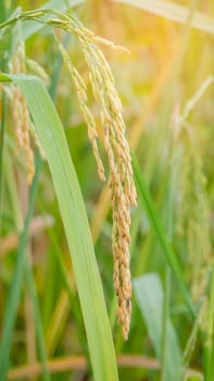 close up of yellow green rice field