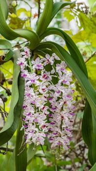 pink orchid -  Rhynchostylis gigantea blooming on garden