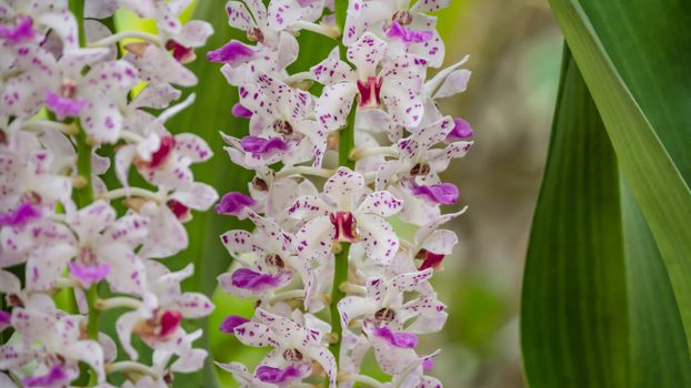 pink orchid -  Rhynchostylis gigantea blooming on garden