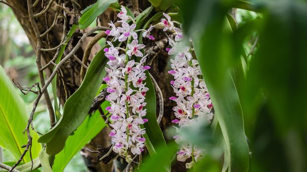 pink orchid -  Rhynchostylis gigantea blooming on garden