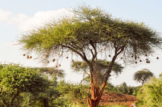 Tree with bird nests in Tsavo East Park in Kenya