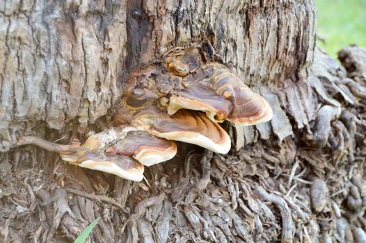 Mushrooms on the trunk of a palm tree in a garden of mombassa in Kenya