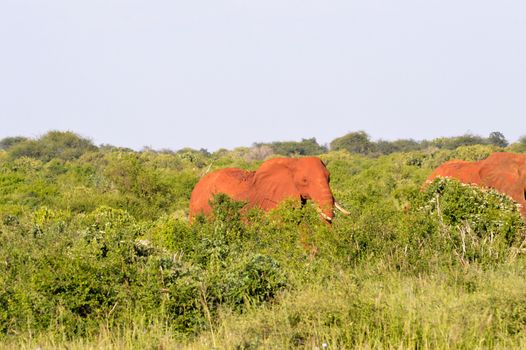 Red elephant in the brushwood of East Tsavo Park in Kenya