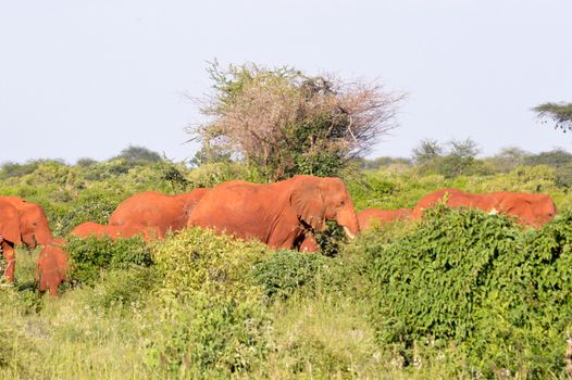 Red Elephant Herd in the Scrubland of Tsavo East Park in Kenya