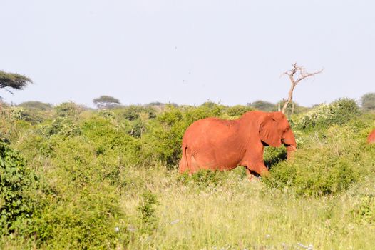 Red elephant in the brushwood of Tsavo East Park in Kenya