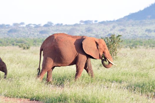 Red elephant grazing in the savanna of East Tsavo Park in Kenya