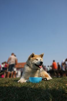 Akita Inu  relaxing at the dog show