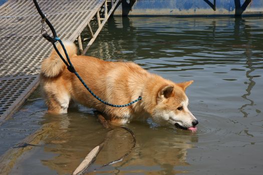 Young Akita Inu dog drinking river water