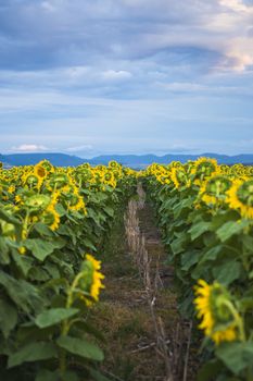 Sunflowers amongst a field in the afternoon in Queensland, Australia.