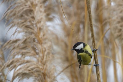 Great Tit (Parus Major) perched on a stalk
