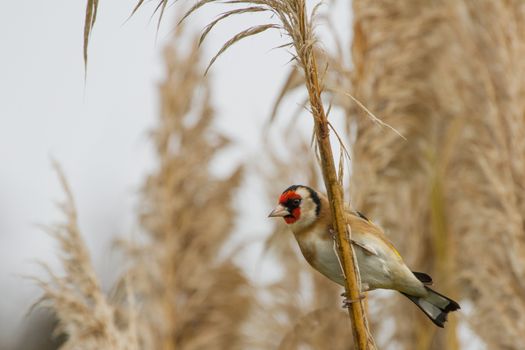 Goldfinch (Carduelis Carduelis) perched on Stalk