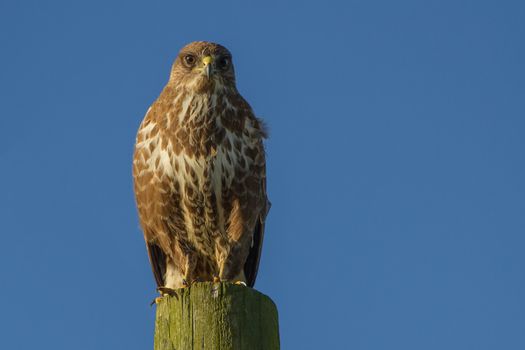 Buzzard (Buteo buteo) perched on wooden post