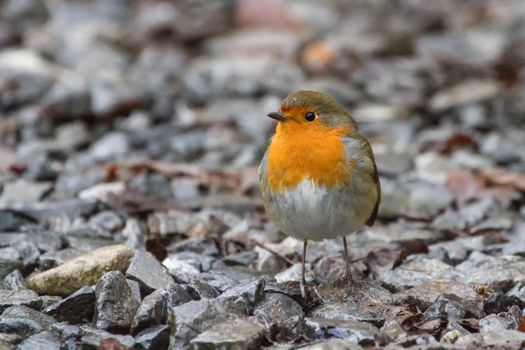 Cute Robin (Erithacus Rubecula) on stones in rain