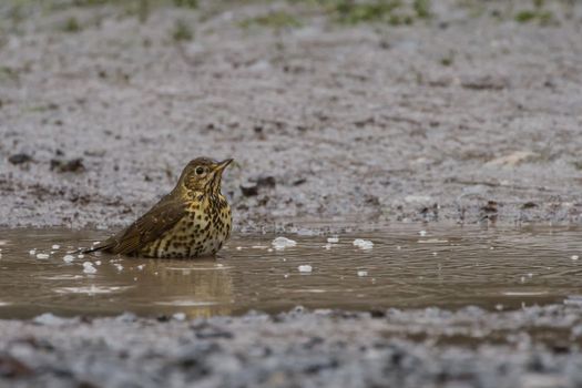 Song Thrush (Turdus Philomelos) bathes in puddle in the rain